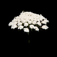 Wild flower white