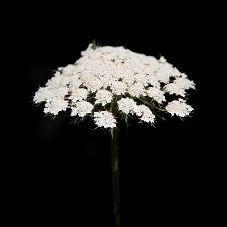 Wild flower white